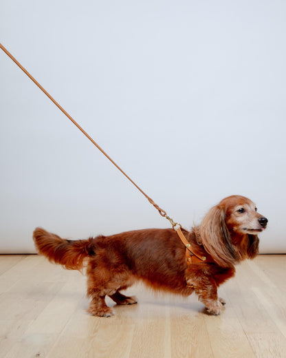 Butter Leather Dog Leash in Sahara Cognac